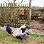 Eifelrausch * Berenbach